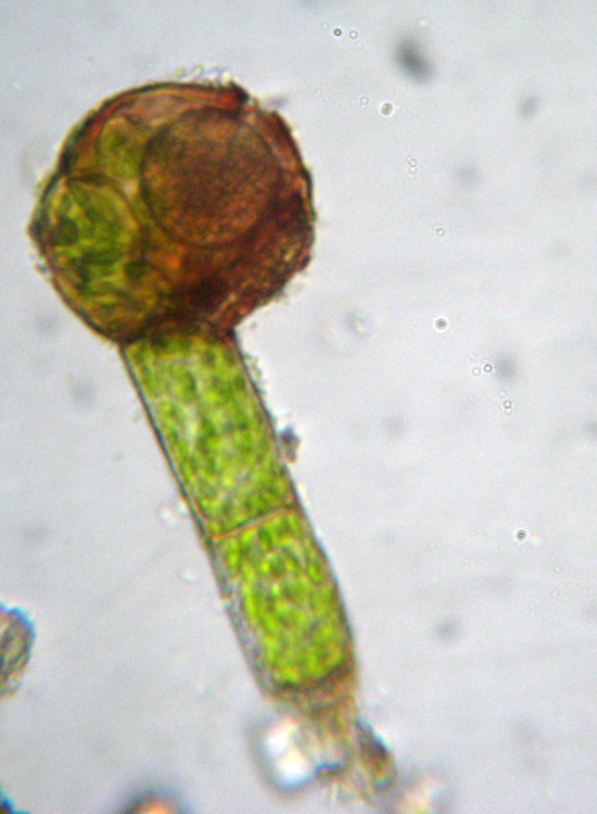 Microscopia (quasi) 